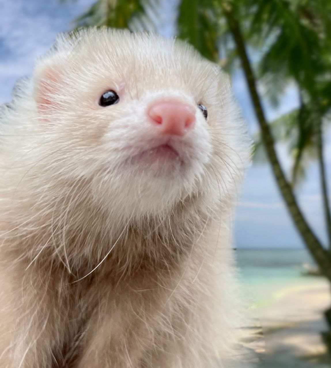 Ferret Female