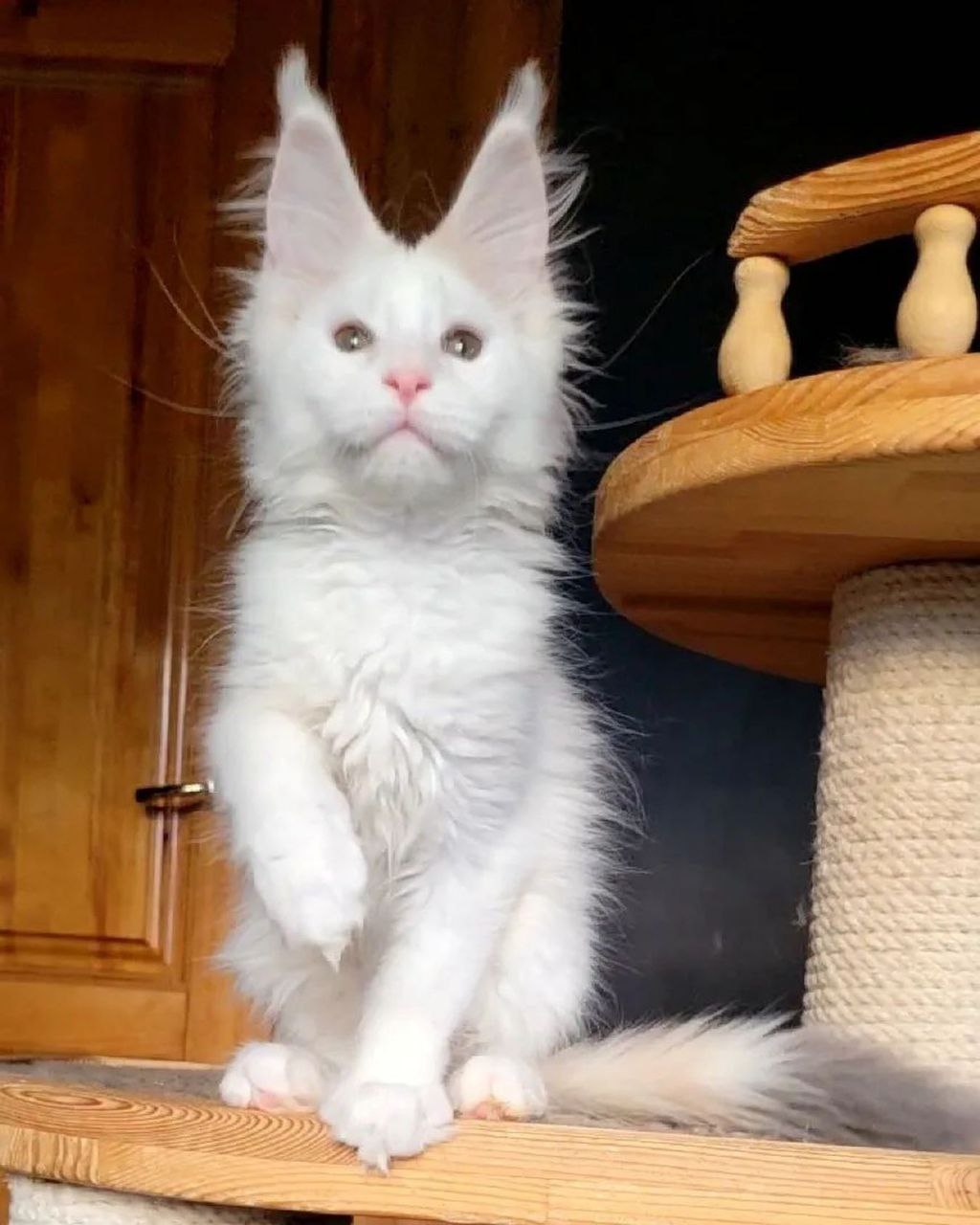 Maine Coon Kitten