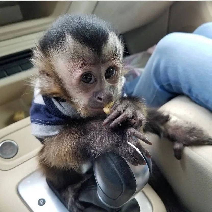 Capuchin Monkey Female